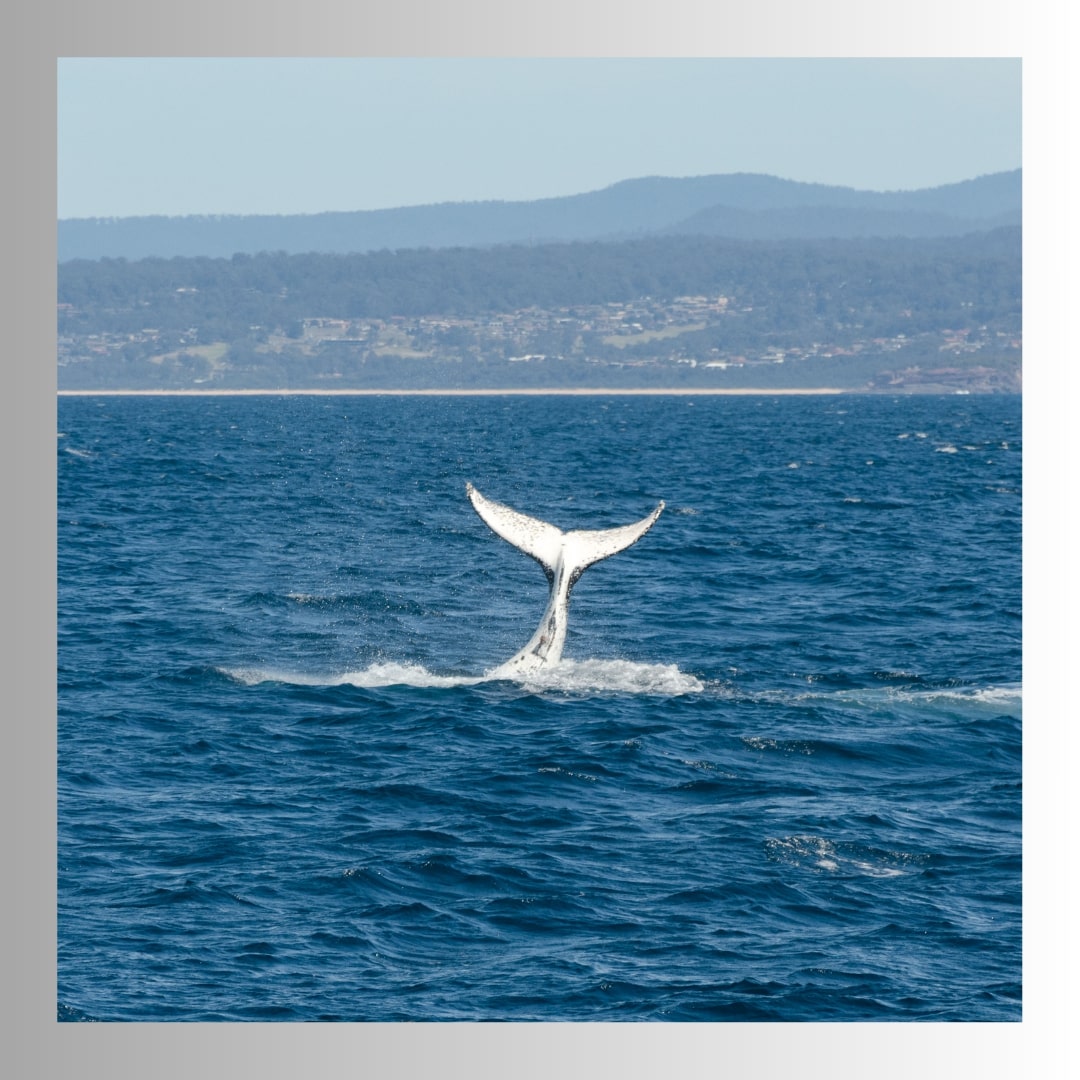 Whale Watching Tours