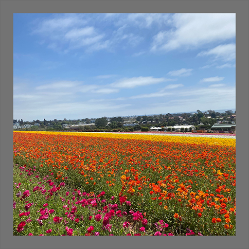 The Flower Fields