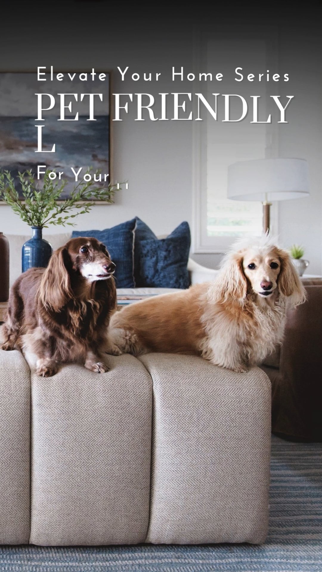 Pet Friendly Luxury